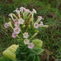 Nicotiana tabacum L.